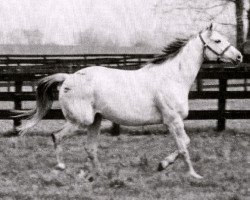 broodmare Exclusive Dancer xx (Thoroughbred, 1967, from Native Dancer xx)