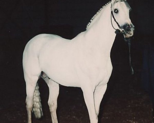stallion Seclusive xx (Thoroughbred, 1975, from Secretariat xx)