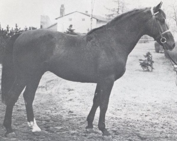 stallion Wiegand (Holsteiner, 1970, from Waterman)