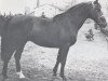 stallion Wiegand (Holsteiner, 1970, from Waterman)