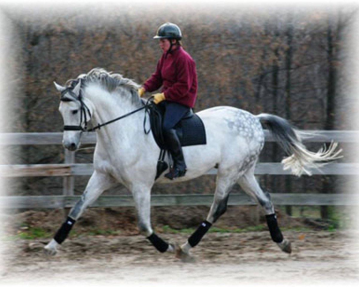stallion Lintas (Holsteiner, 1995, from Linaro)