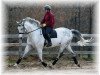 stallion Lintas (Holsteiner, 1995, from Linaro)