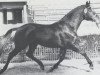 stallion Risotto (Holsteiner, 1977, from Raimond)