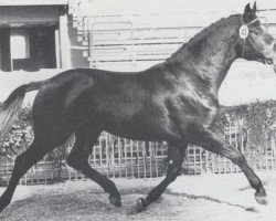 stallion Risotto (Holsteiner, 1977, from Raimond)