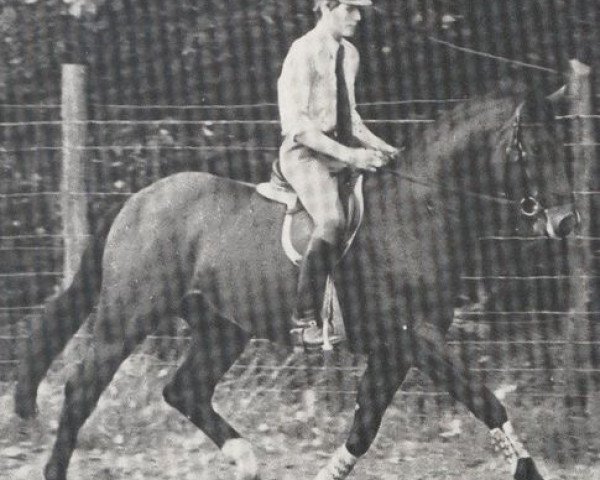 stallion Wunderlich (Hanoverian, 1974, from Wedekind)