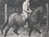 stallion Wunderlich (Hanoverian, 1974, from Wedekind)