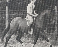 stallion Wunderlich (Hanoverian, 1974, from Wedekind)