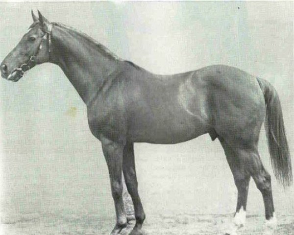 stallion Intermezzo xx (Thoroughbred, 1944, from Caissot xx)