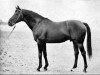 stallion Imi xx (Thoroughbred, 1953, from Intermezzo xx)