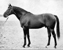 stallion Imi xx (Thoroughbred, 1953, from Intermezzo xx)