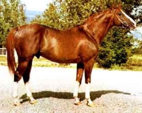 stallion Imperial xx (Thoroughbred, 1960, from Imi xx)