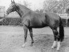 stallion Raffael (Holsteiner, 1971, from Rushing Water xx)
