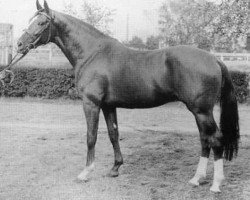 stallion Raffael (Holsteiner, 1971, from Rushing Water xx)