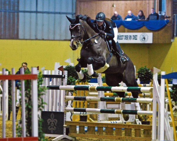 Springpferd Racina 2 (Hessisches Warmblut, 1999, von Reverend)