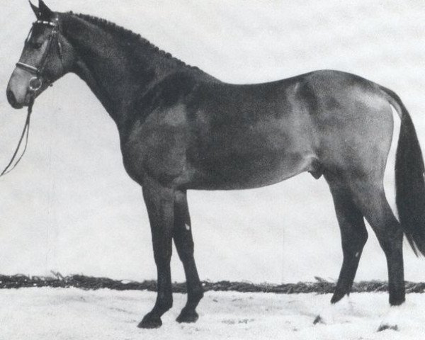 stallion Lesanto (Holsteiner, 1988, from Landgraf I)