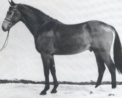 stallion Lesanto (Holsteiner, 1988, from Landgraf I)