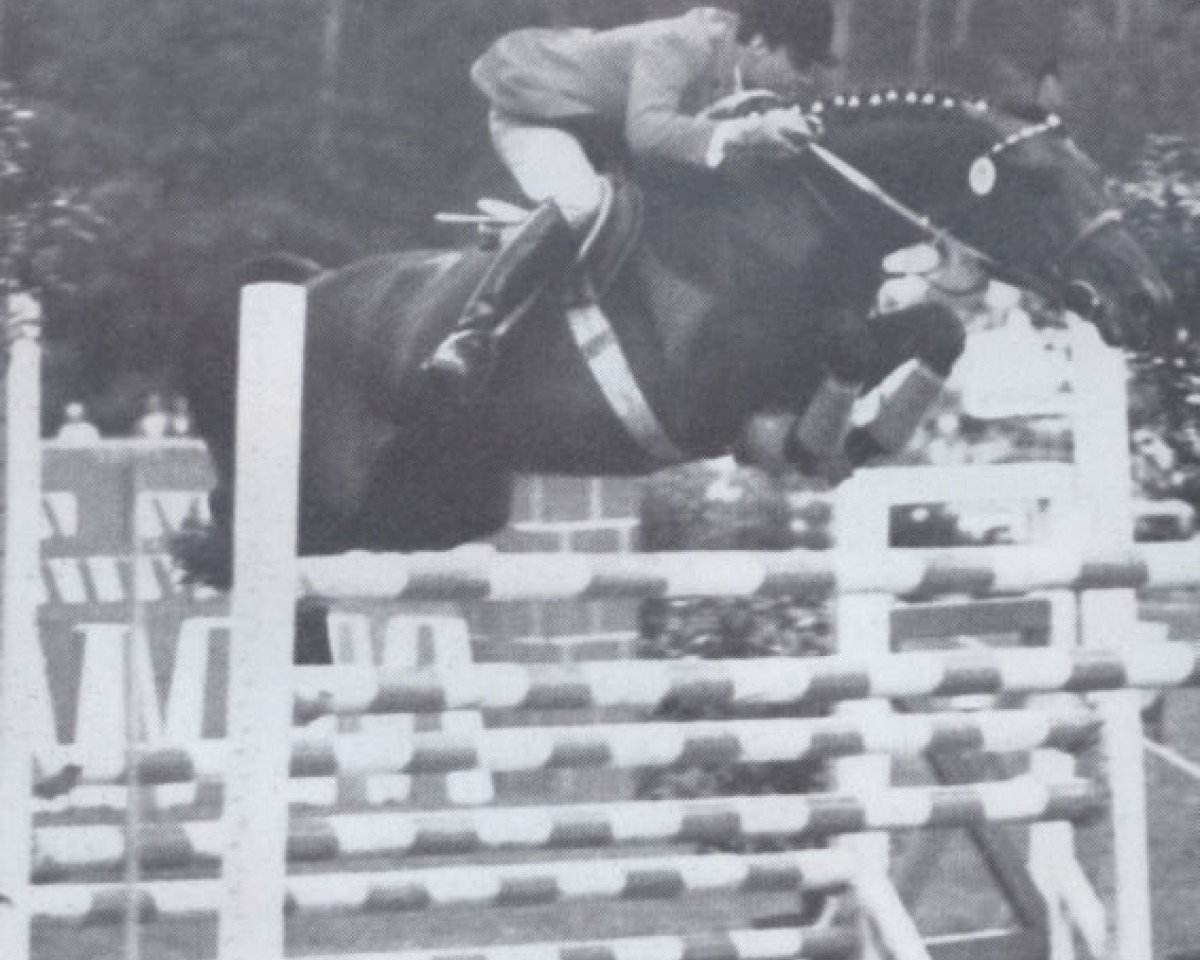 horse Conte (Holsteiner, 1961, from Cottage Son xx)