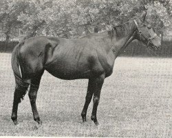 broodmare Aralina xx (Thoroughbred, 1964, from Birkhahn xx)