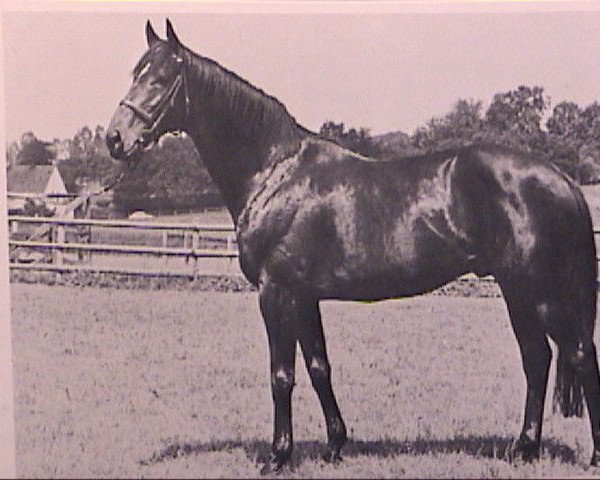 stallion Arratos xx (Thoroughbred, 1969, from Kronzeuge xx)