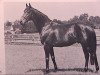 stallion Arratos xx (Thoroughbred, 1969, from Kronzeuge xx)