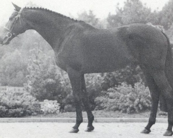 stallion Affido xx (Thoroughbred, 1978, from Kronzeuge xx)