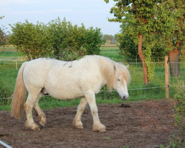 Pferd Bacardi (Rheinisch-Deutsches Kaltblut, 2003, von Balaton)