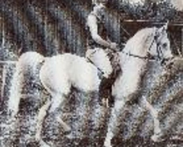 horse Suakim ShA (Shagya Arabian, 1963, from Sultan)