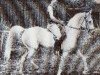 stallion Suakim ShA (Shagya Arabian, 1963, from Sultan)