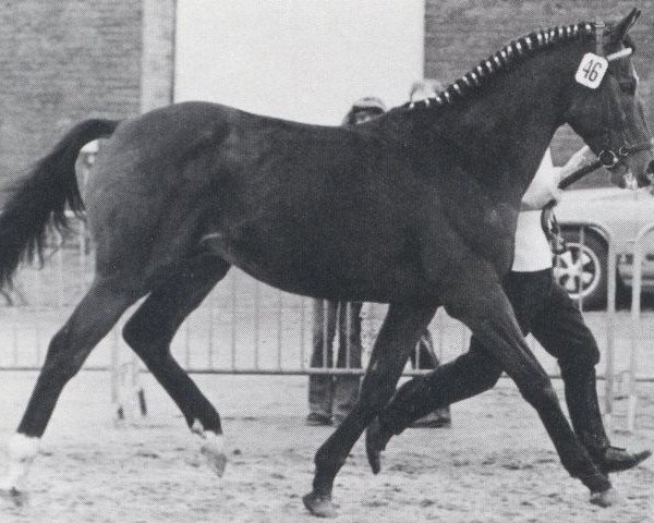 Pferd Sawara xx (Englisches Vollblut, 1963, von Watteau xx)