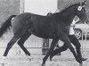 stallion Sawara xx (Thoroughbred, 1963, from Watteau xx)