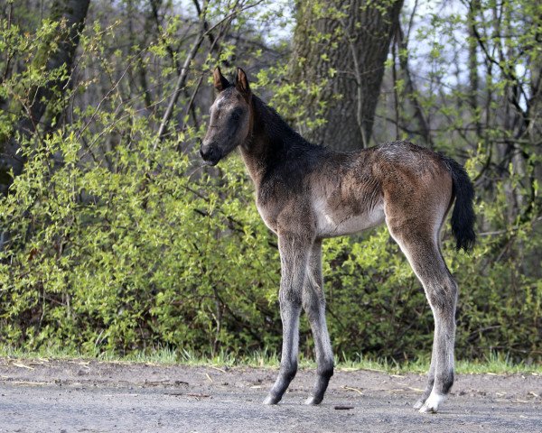 Springpferd Holly (Oldenburger Springpferd, 2022, von Hickstead White)