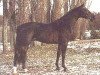 stallion Aurelio (Holsteiner, 1990, from Alcatraz)
