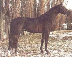 stallion Aurelio (Holsteiner, 1990, from Alcatraz)