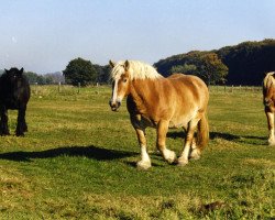 broodmare Edelweiss (Rhenish-German Cold-Blood, 1988, from Edzar 1496)