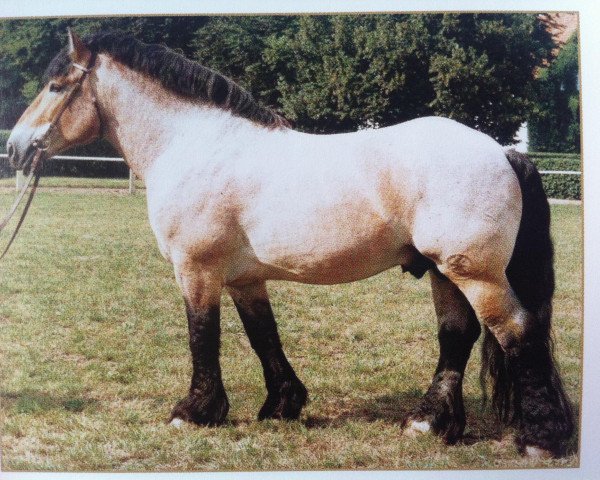 stallion Silvio 1507 (Rhenish-German Cold-Blood, 1986, from Smart II 70019)