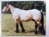 stallion Silvio 1507 (Rhenish-German Cold-Blood, 1986, from Smart II 70019)