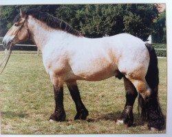 stallion Silvio 1507 (Rhenish-German Cold-Blood, 1986, from Smart II 1856)