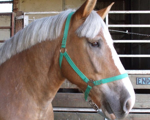 broodmare Bajana (Rhenish-German Cold-Blood, 2001, from Balduin)