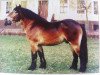 stallion Engardin (Altmärkisches Draughthorse, 1992, from Enrico)
