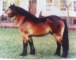 stallion Engardin (Altmärkisches Draughthorse, 1992, from Enrico)