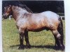 stallion Eberhard II 1865 (Rhenish-German Cold-Blood, 1982, from Ebro 1846)