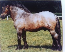 stallion Eberhard II 1865 (Rhenish-German Cold-Blood, 1982, from Ebro 1846)