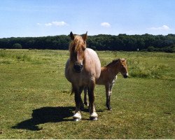 broodmare Edelrose (Rhenish-German Cold-Blood, 1989, from Edzar 1496)