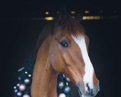 dressage horse Edition's Dios (German Riding Pony, 2008, from FS Don't Worry)