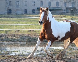 Pferd Harley Quinn (Quarter Pony, 2014, von Shadow)