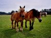 broodmare Bachblume II (Rhenish-German Cold-Blood, 1984, from Bachus II)