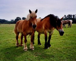 broodmare Bachblume II (Rhenish-German Cold-Blood, 1984, from Bachus II)