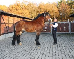 Deckhengst Elbadel (Rheinisch-Deutsches Kaltblut, 2006, von Endo)