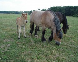 broodmare Elde (Rhenish-German Cold-Blood, 1999, from Engardin)