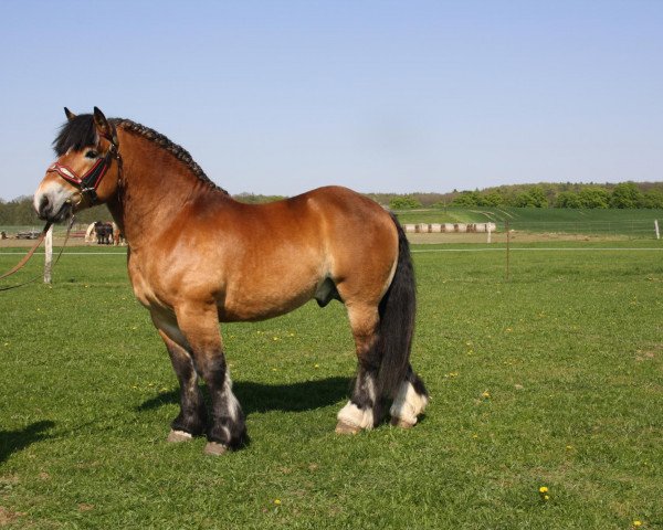 horse Erbgraf (Rhenish-German Cold-Blood, 2005, from Endo)